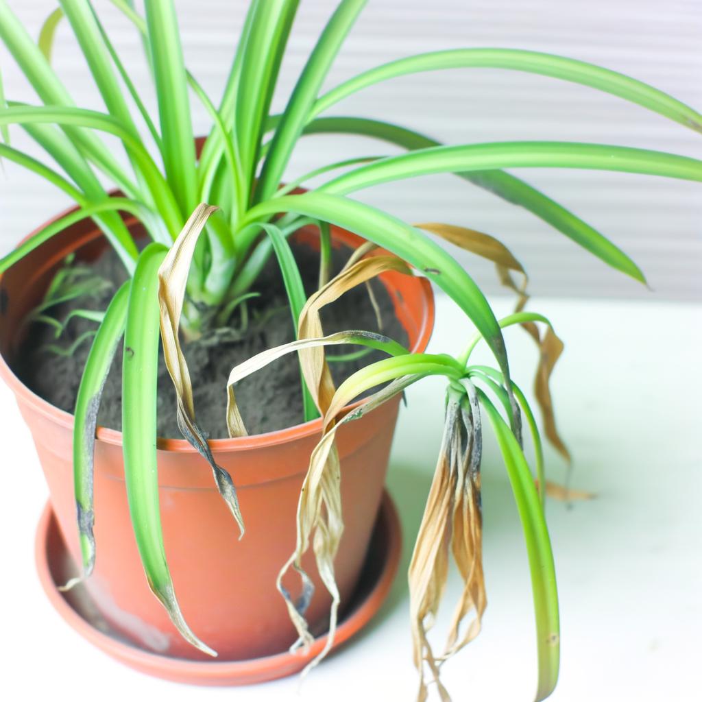 Spider plant with drooping, limp leaves from underwatering or stress.