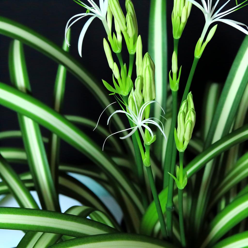 Spider plant with small, delicate white flowers blooming on long stems.