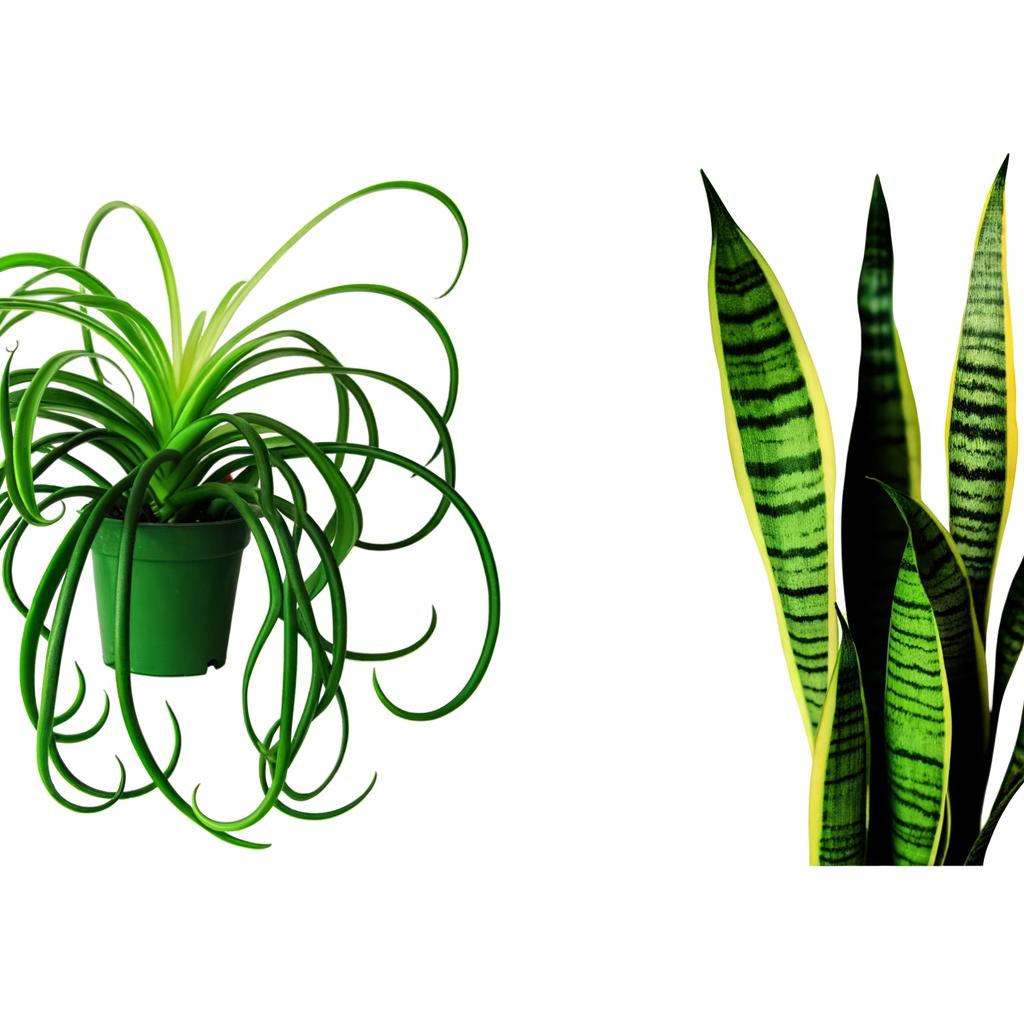 Side-by-side comparison of a spider plant and snake plant showing their different leaf structures.